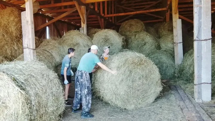 Подростки Тверской области осваивают профессии в агропромышленном комплексе
