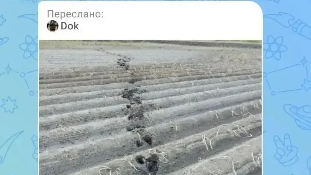 Сообщения о медведях у деревни Решетникова в Тюменской области не подтвердились