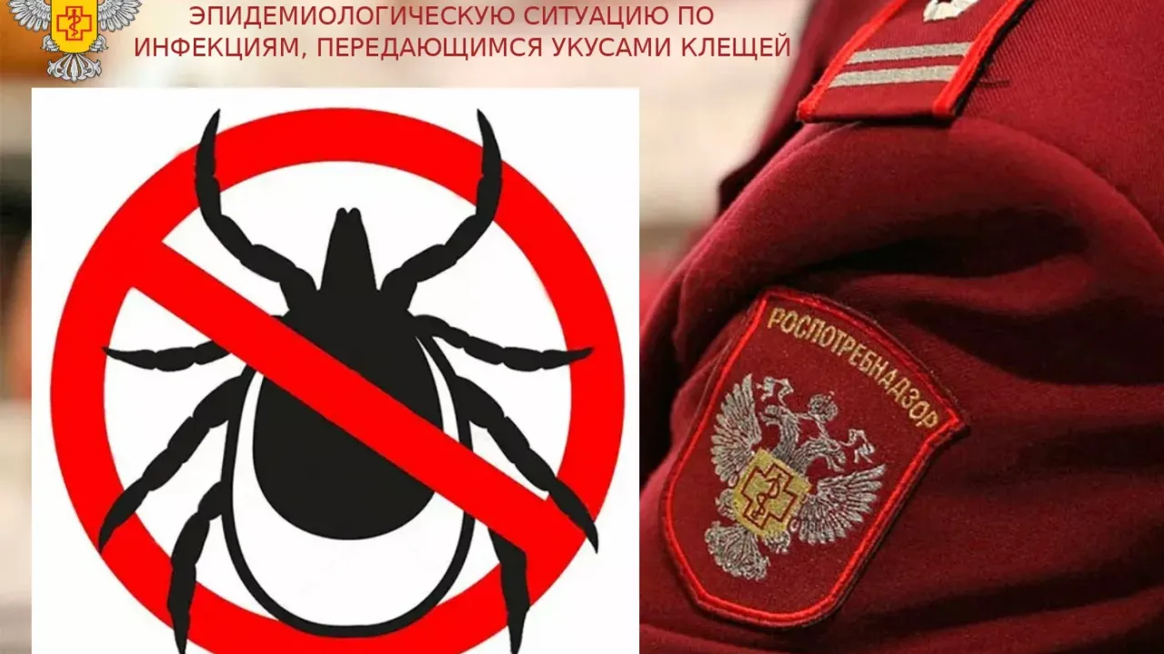 В Ульяновской области за неделю зарегистрировали 223 случая присасывания клещей
