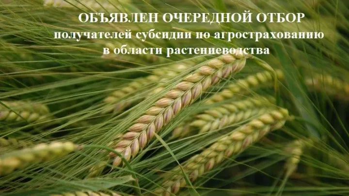 Во Владимирской области стартует отбор на субсидирование агрострахования — Владимир Сейчас