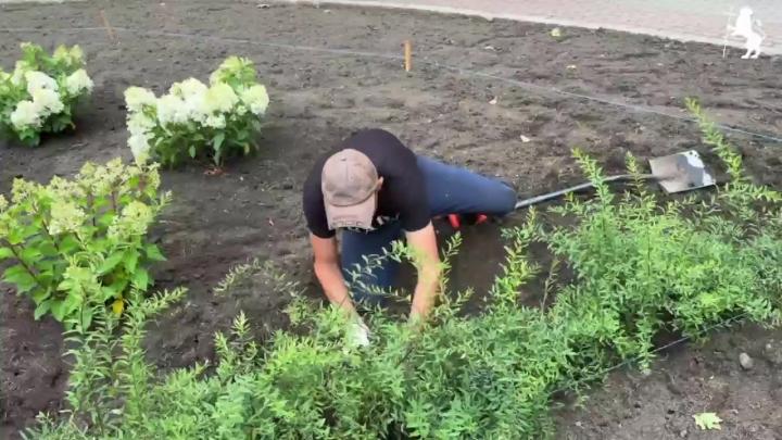 Продолжается озеленение парка «Липки» во Владимире — Владимир Сейчас
