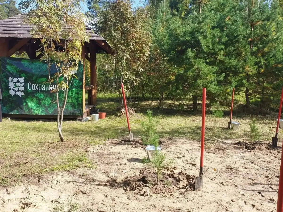 В Андрееве высадили аллею сосен в память о Герое России Алексее Курганове