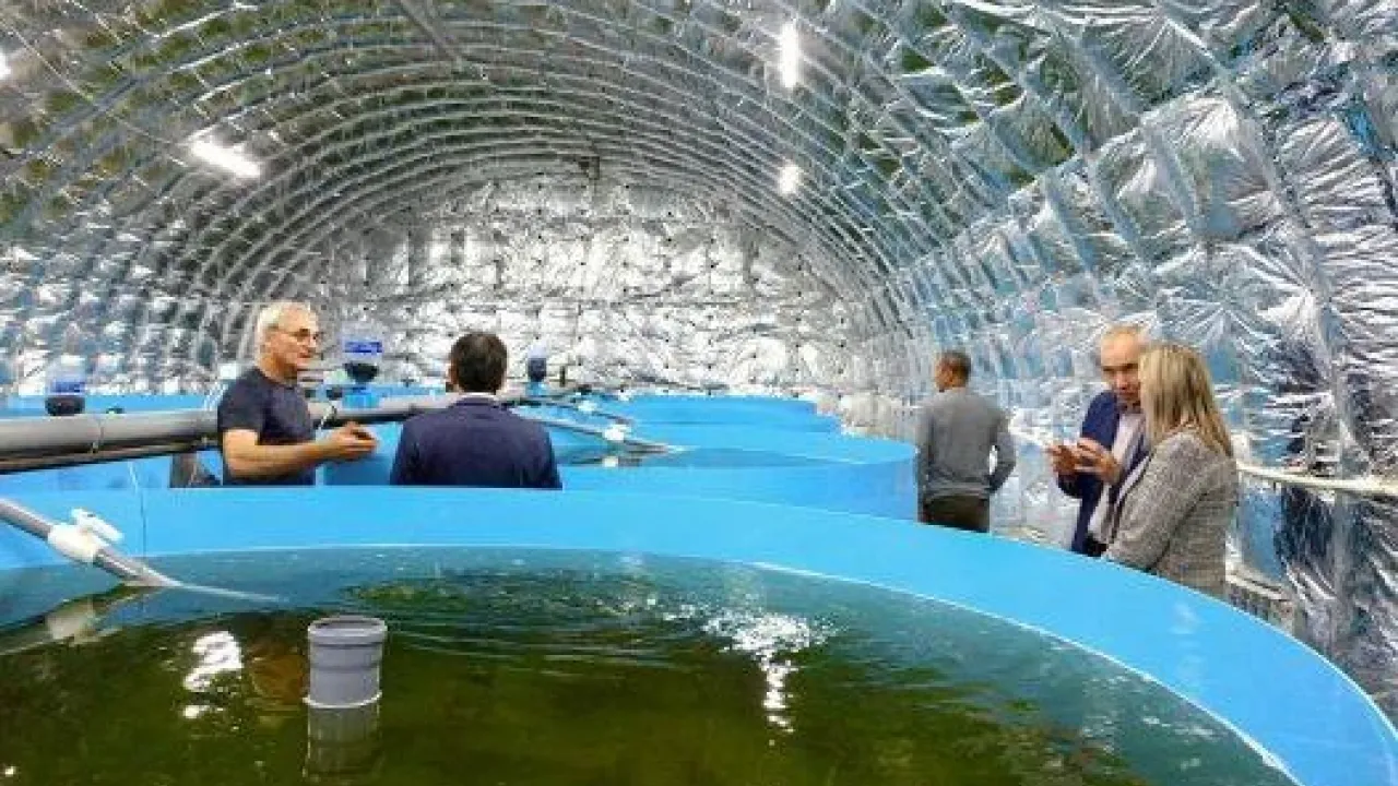 В Красной Горбатке супруги построили осетровую ферму по программе «Агростартап» — Владимир Сейчас